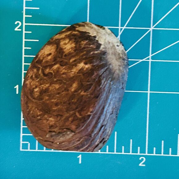 Vintage Native South American Carved Tagua Nut Head Man Silhouette Profile - Picture 10 of 11